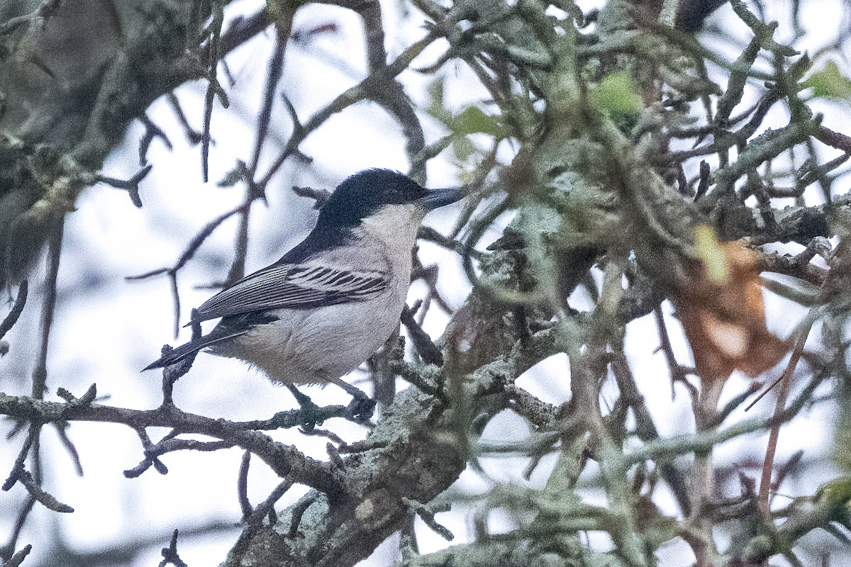Black-backed Puffback - ML642400054