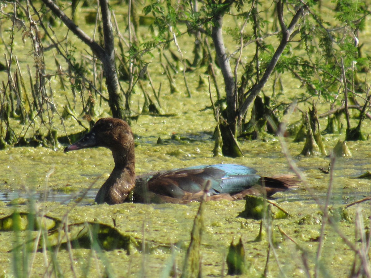 pižmovka americká - ML642400061