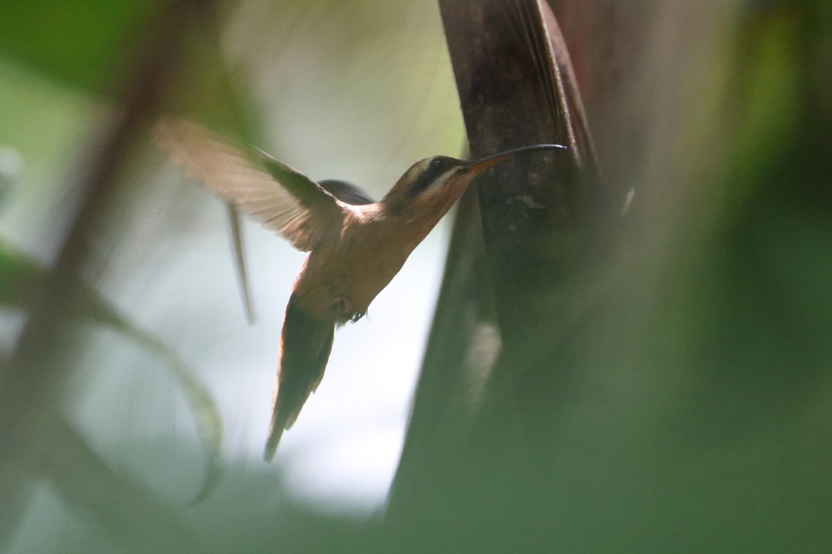 Stripe-throated Hermit - ML642400087