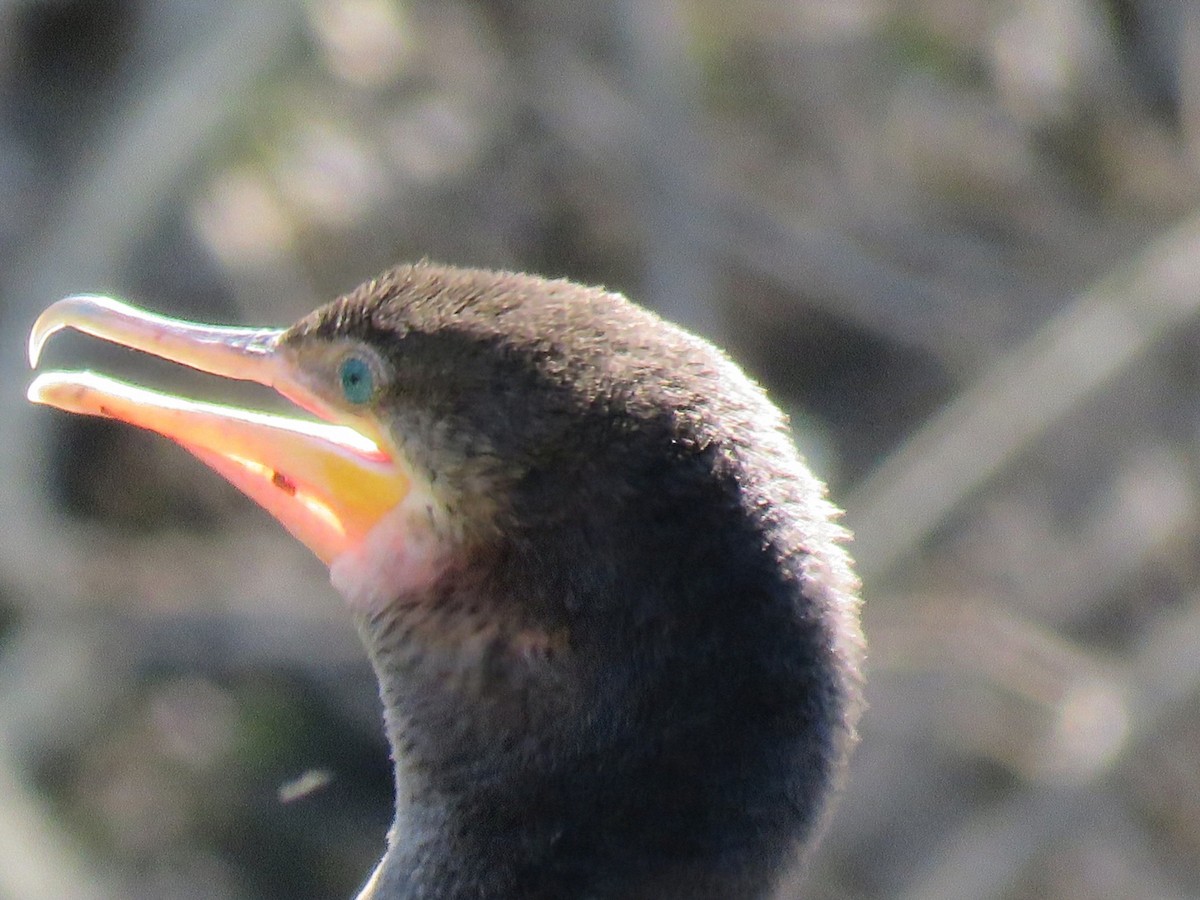 Neotropic Cormorant - ML642400109