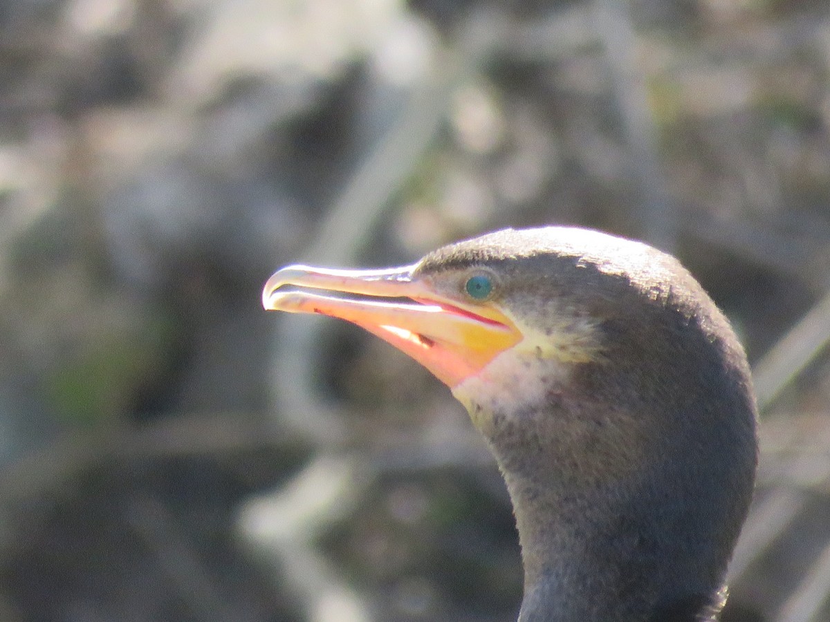 Neotropic Cormorant - ML642400110