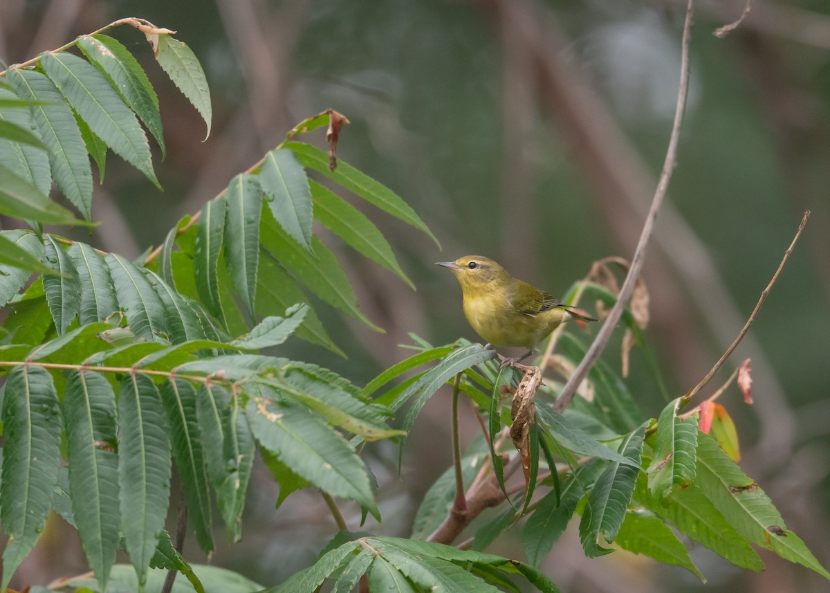 Tennessee Warbler - ML642400114