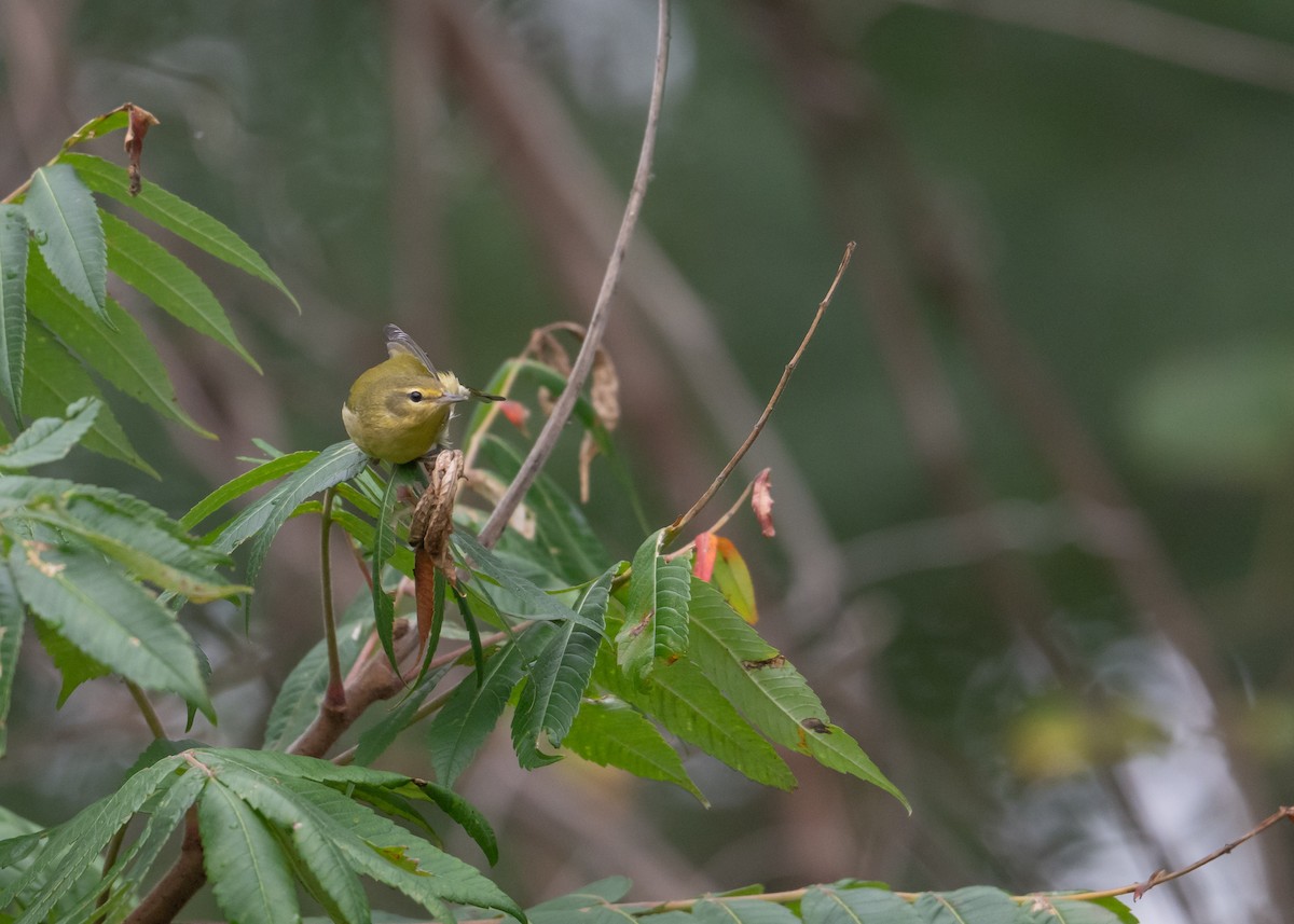 Tennessee Warbler - ML642400118