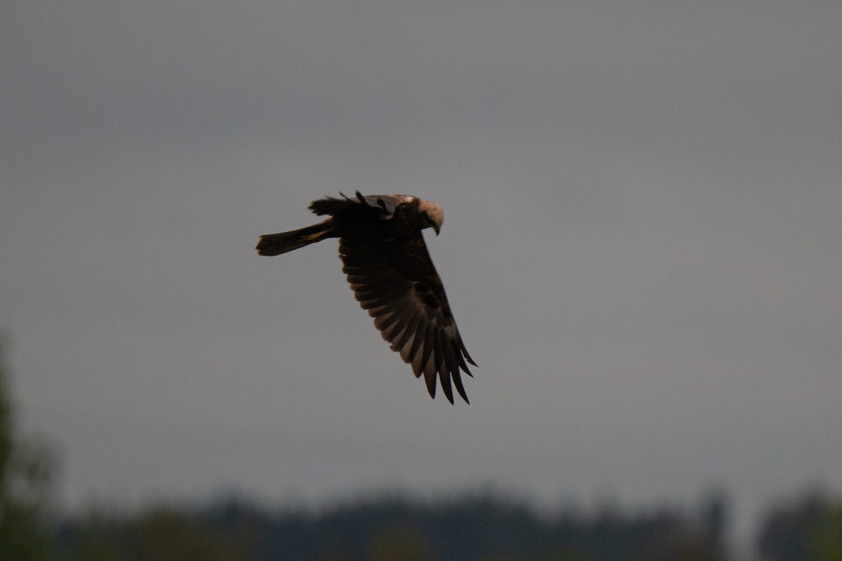 Western Marsh Harrier - ML642400134