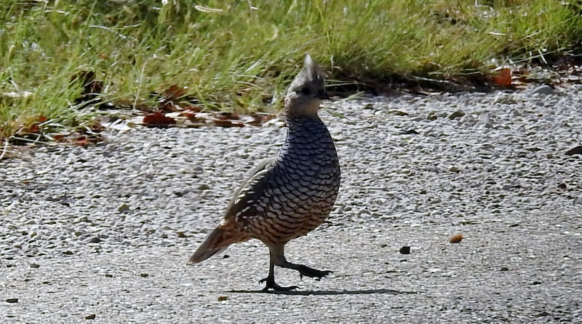 Colin écaillé - ML642400148