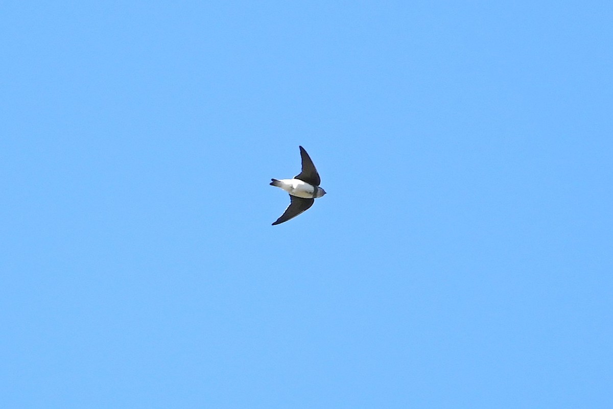 Bank Swallow - ML642400151