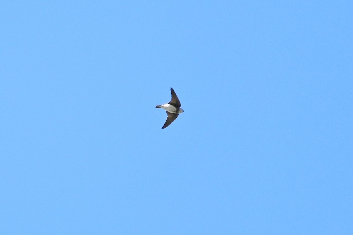 Bank Swallow - ML642400154