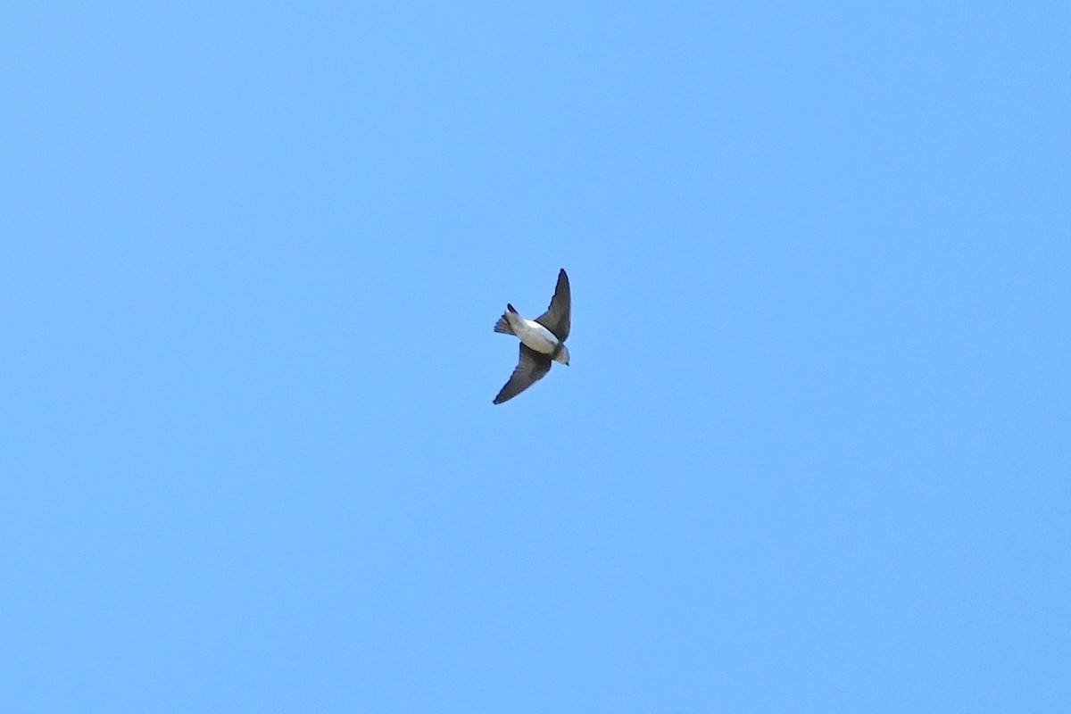Bank Swallow - ML642400156