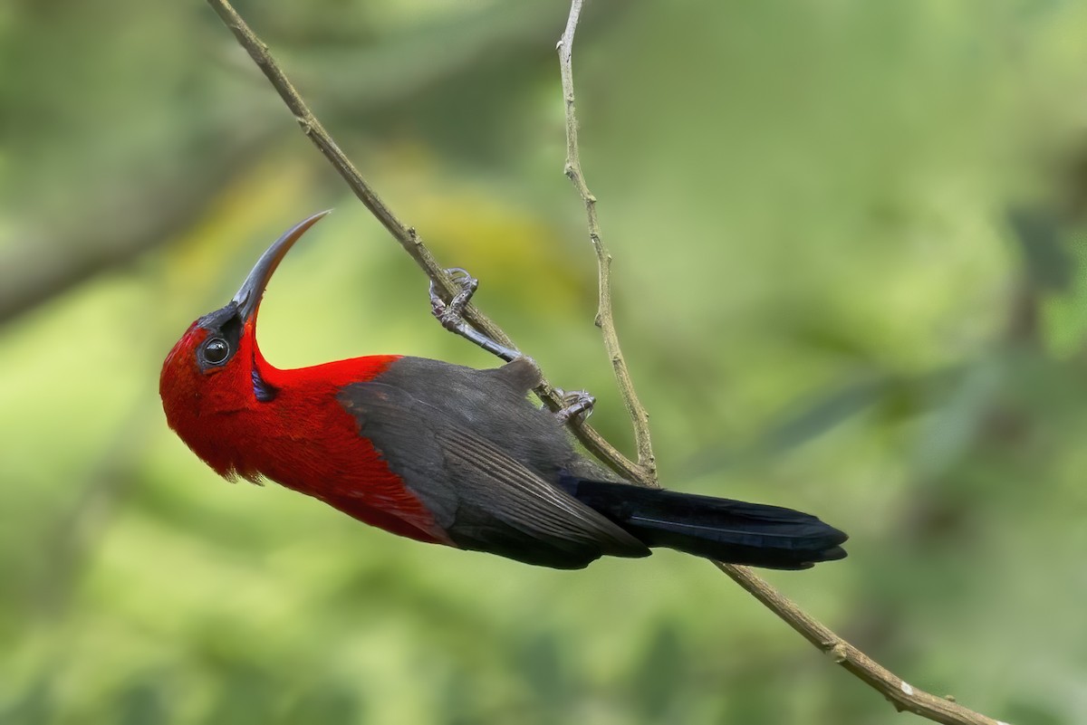 Magnificent Sunbird - ML642400158