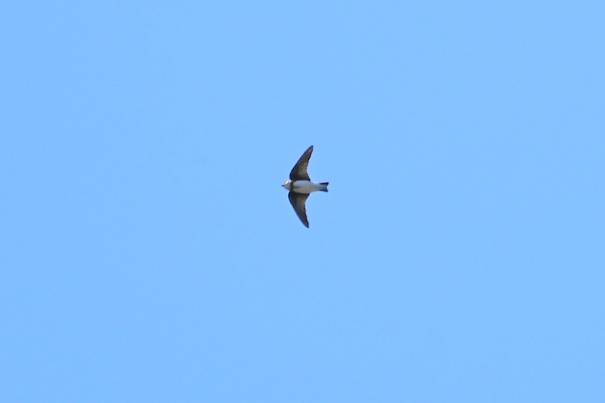 Bank Swallow - ML642400161