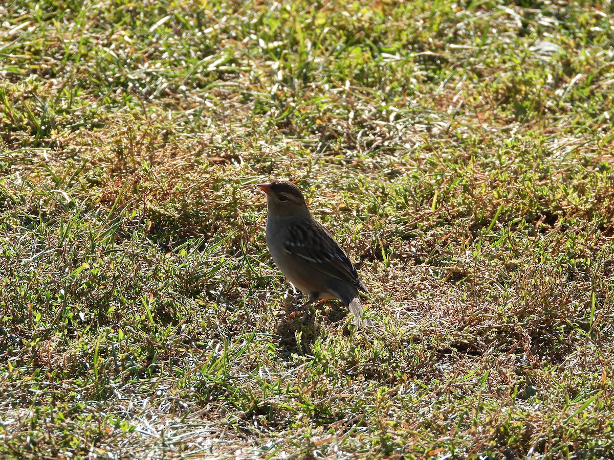 White-crowned Sparrow - ML642400173