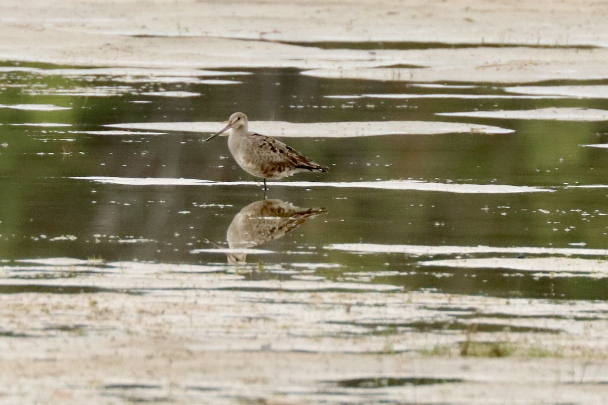 Hudsonian Godwit - ML642400176