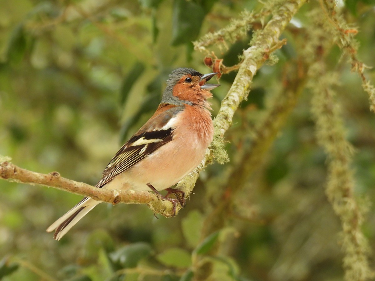Common Chaffinch - ML642400179