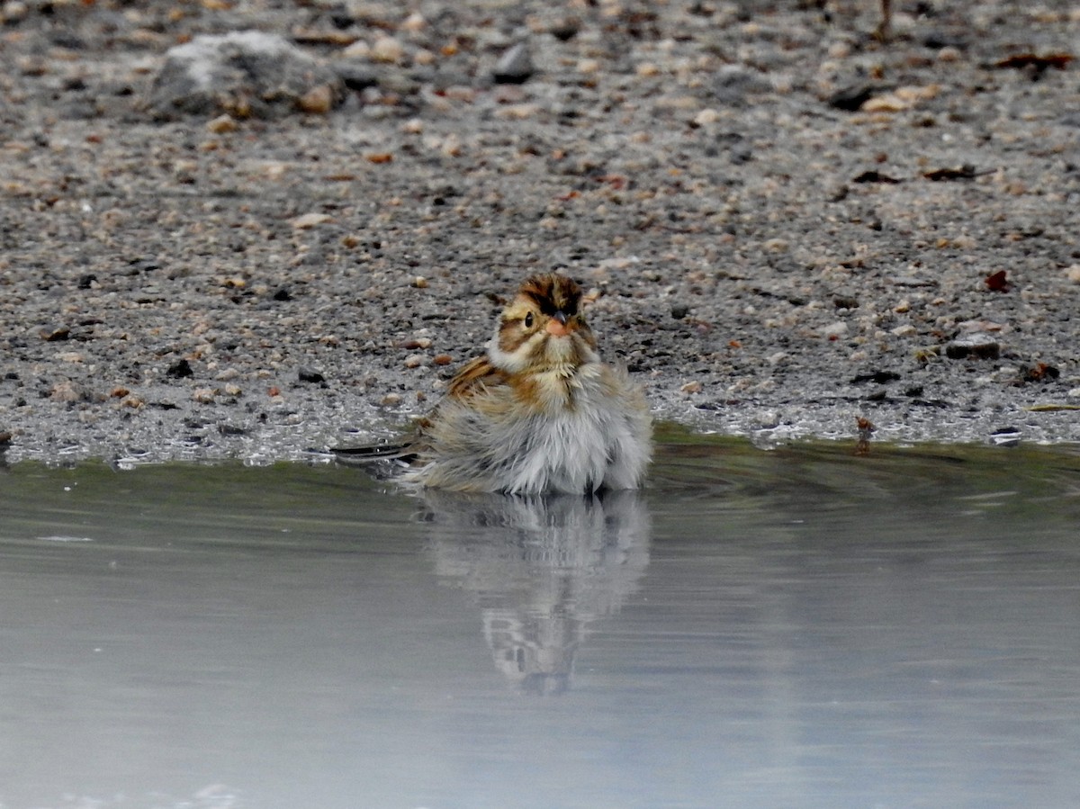 Clay-colored Sparrow - ML642400180