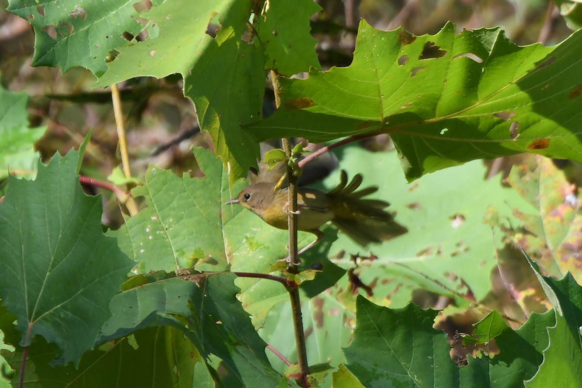 Common Yellowthroat - ML642400183