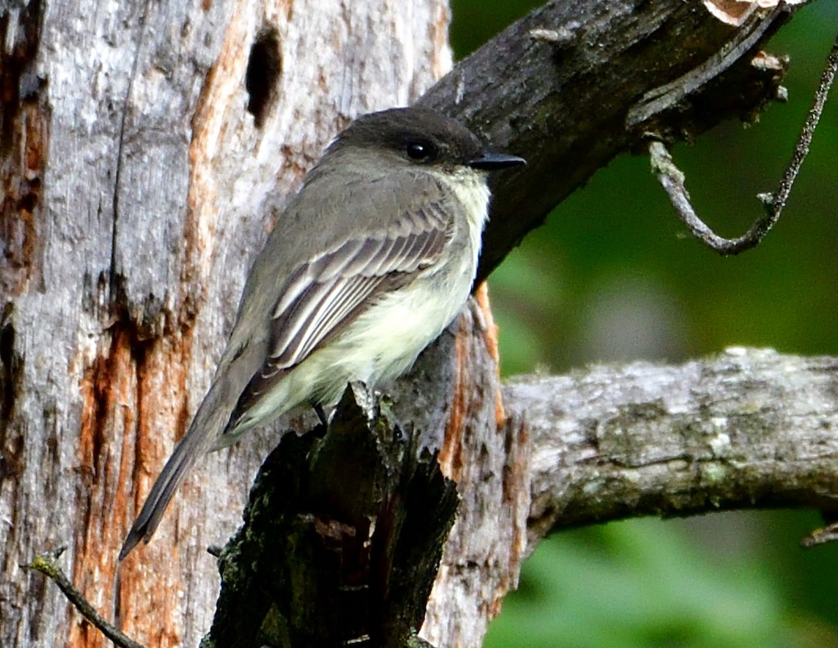 Eastern Phoebe - ML642400185