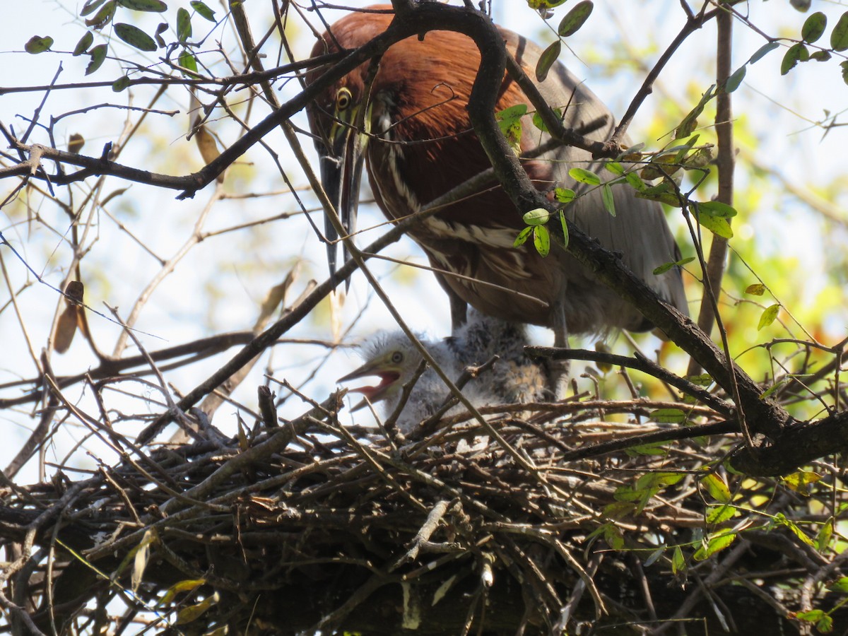 Rufescent Tiger-Heron - ML642400187
