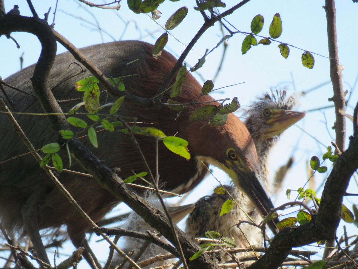 Rufescent Tiger-Heron - ML642400188