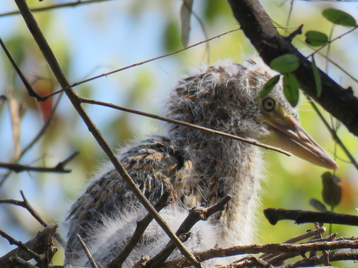 Rufescent Tiger-Heron - ML642400189