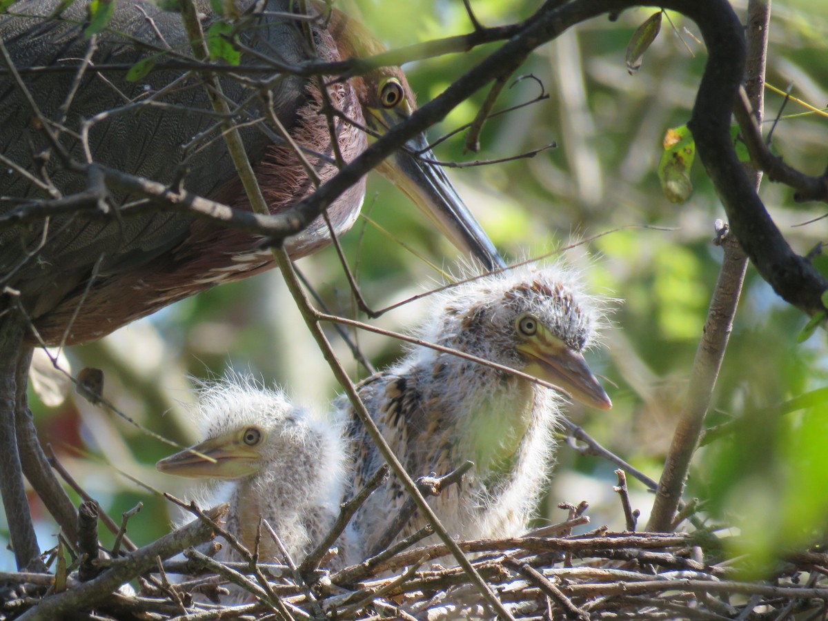 Rufescent Tiger-Heron - ML642400190