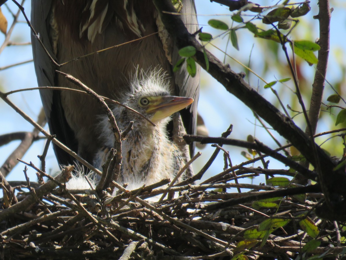 Rufescent Tiger-Heron - ML642400192