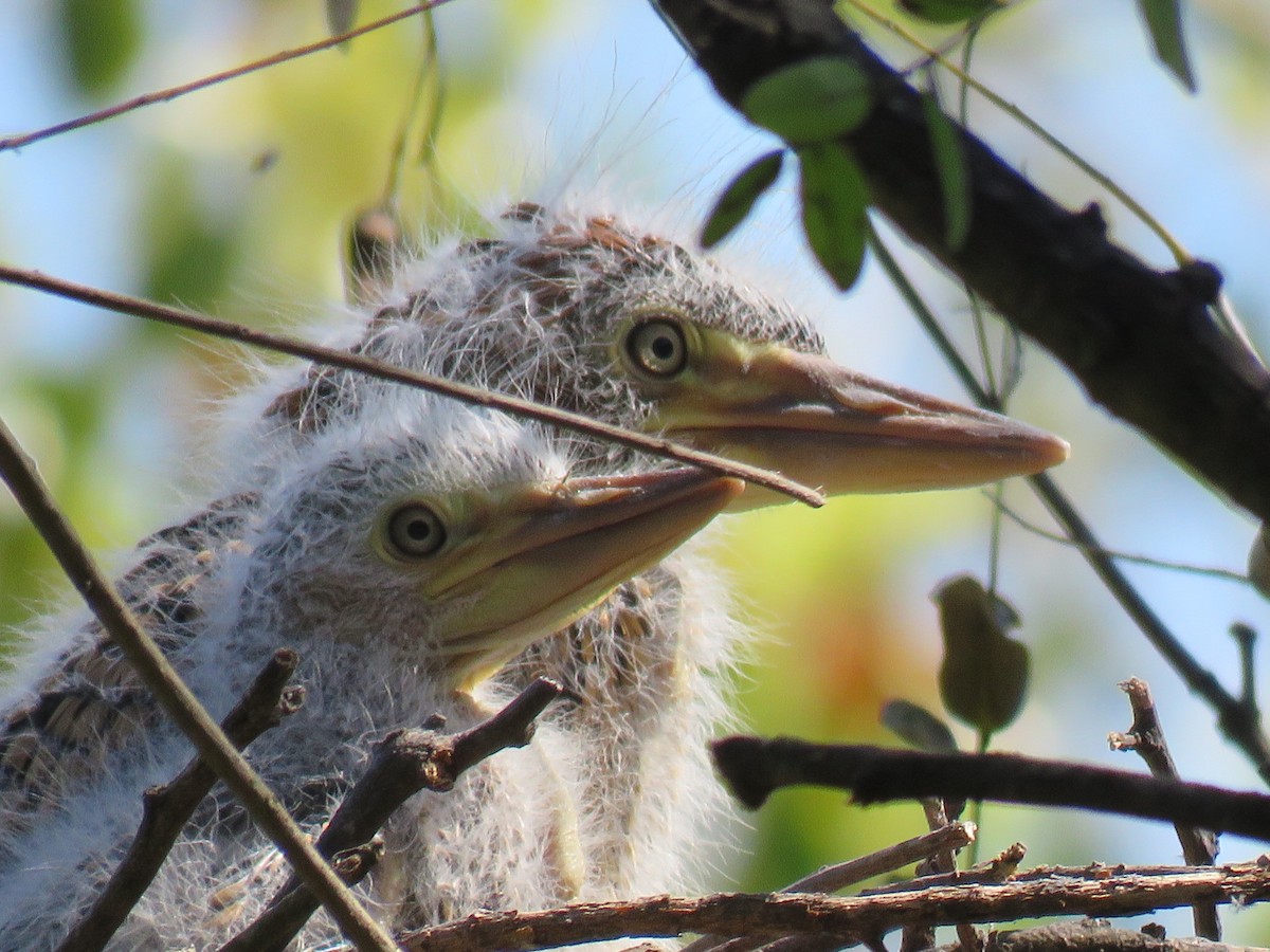 Rufescent Tiger-Heron - ML642400193