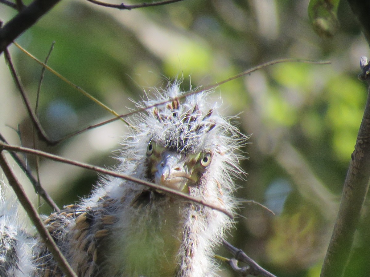 Rufescent Tiger-Heron - ML642400194