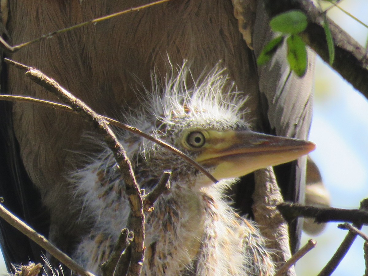 Rufescent Tiger-Heron - ML642400195