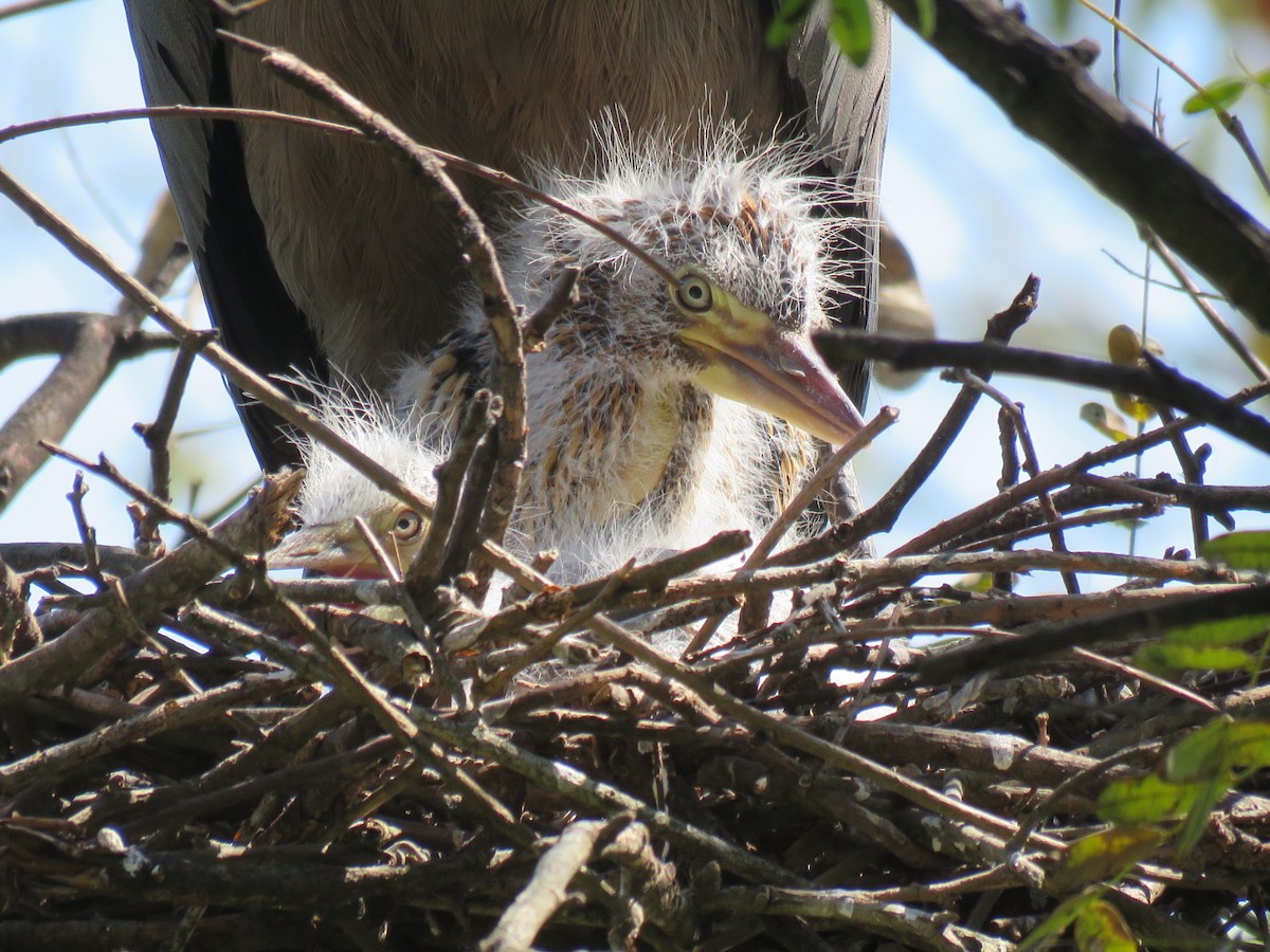 Rufescent Tiger-Heron - ML642400196