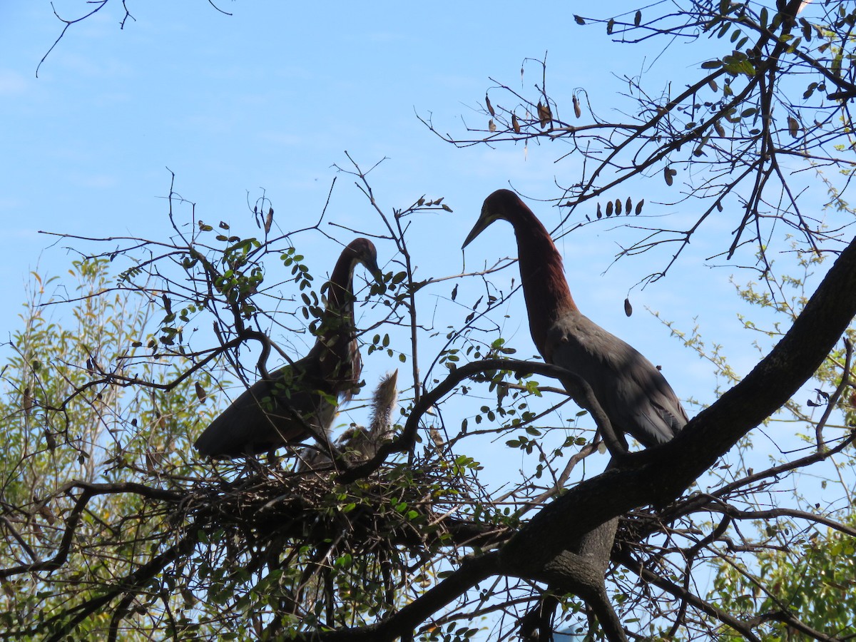 Rufescent Tiger-Heron - ML642400197