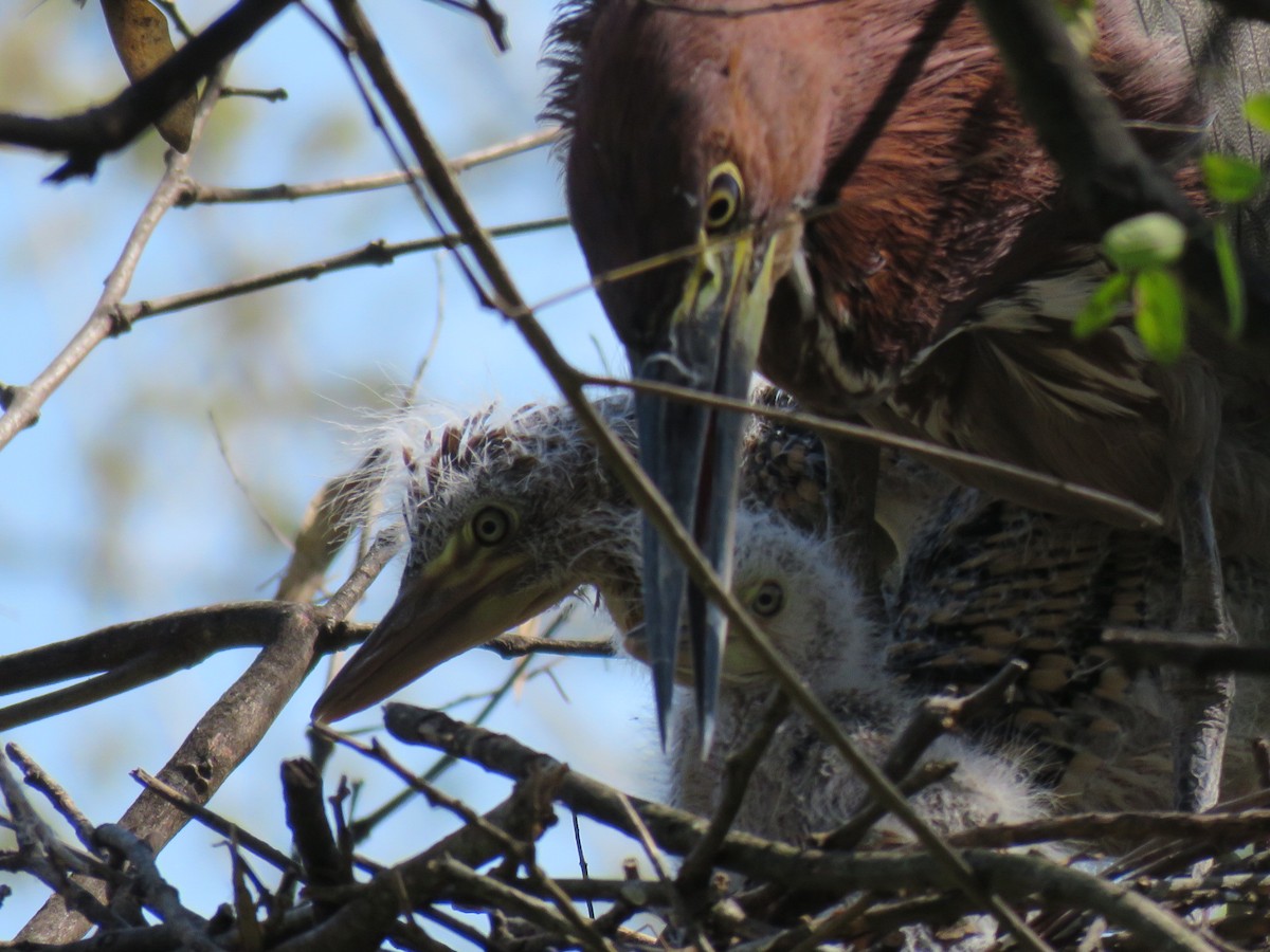Rufescent Tiger-Heron - ML642400198