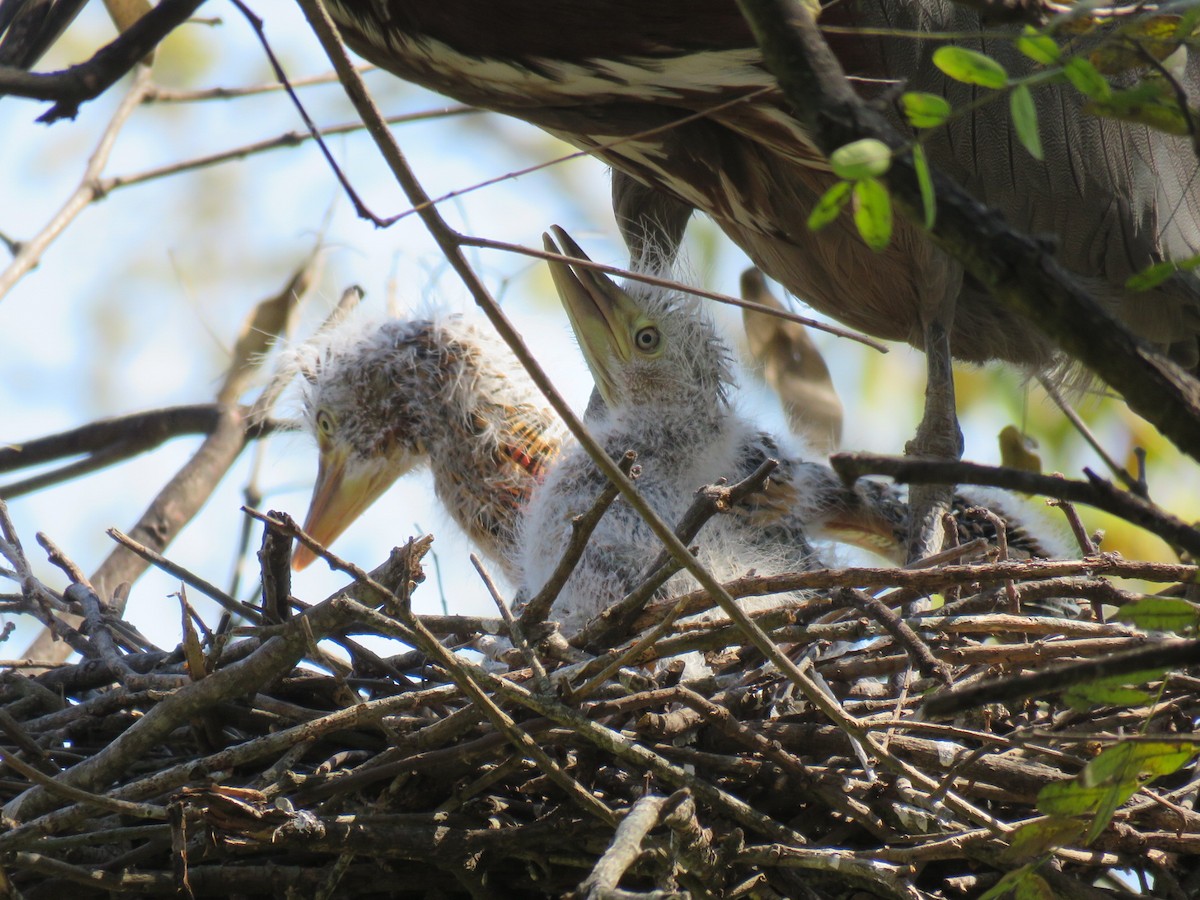 Rufescent Tiger-Heron - ML642400200