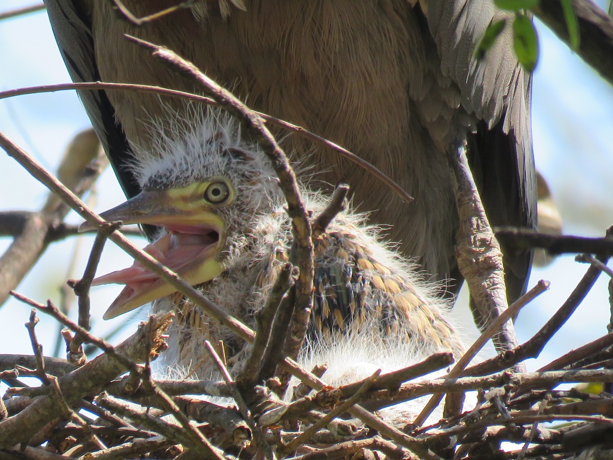 Rufescent Tiger-Heron - ML642400202