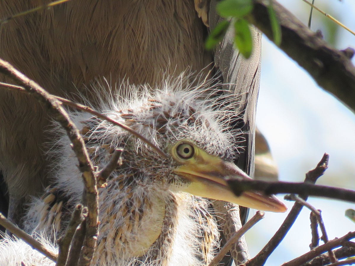 Rufescent Tiger-Heron - ML642400203