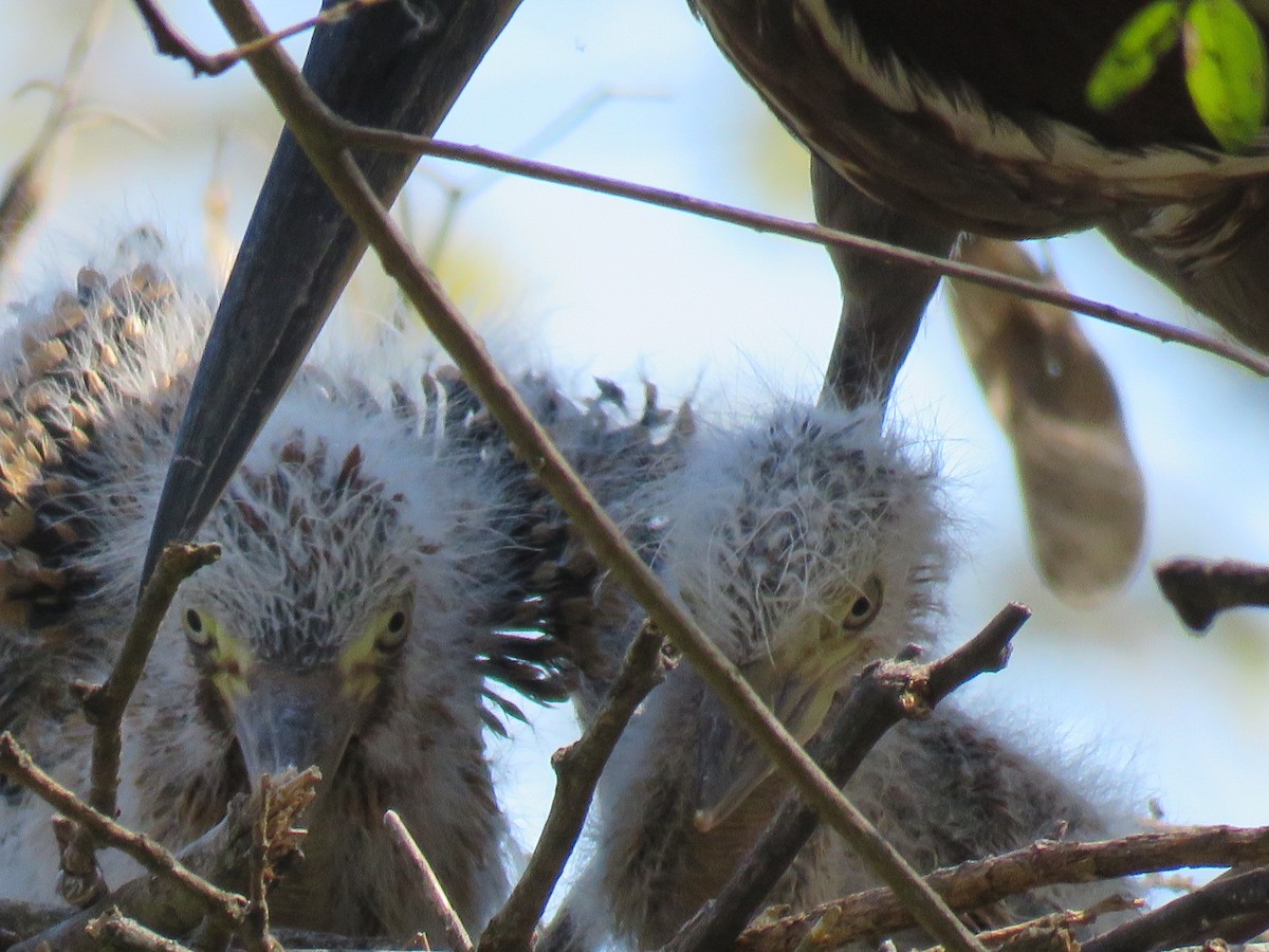 Rufescent Tiger-Heron - ML642400204