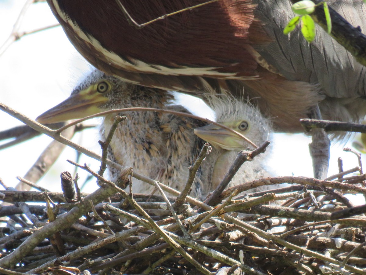 Rufescent Tiger-Heron - ML642400205