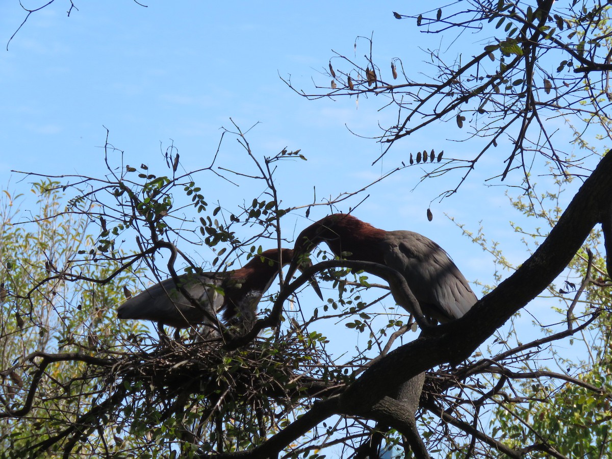 Rufescent Tiger-Heron - ML642400206