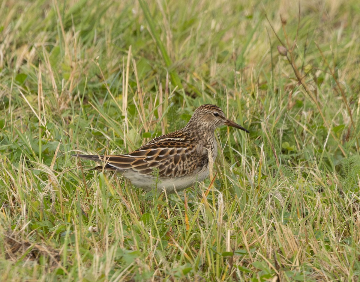 Bécasseau à poitrine cendrée - ML642400209