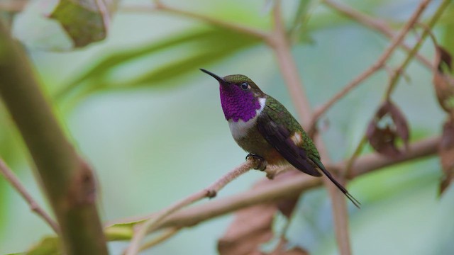 Purple-throated Woodstar - ML642400210