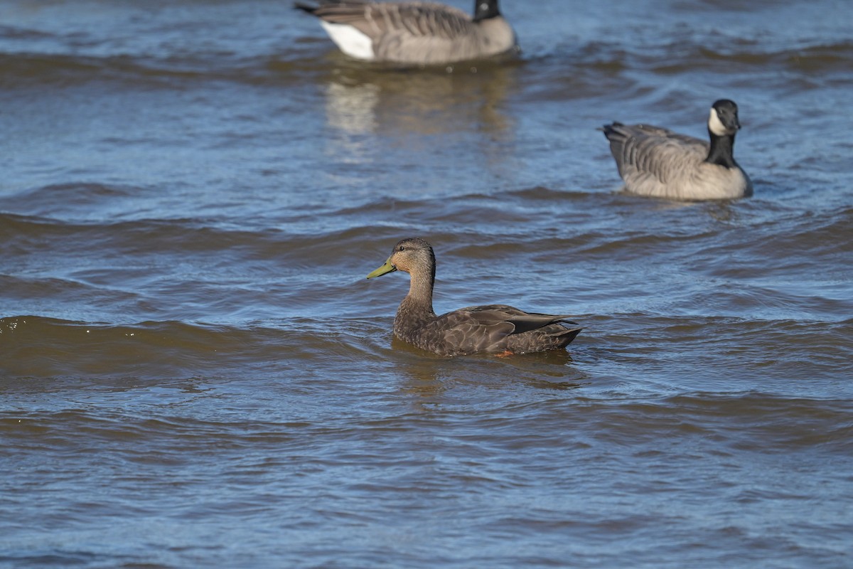 American Black Duck - ML642400211