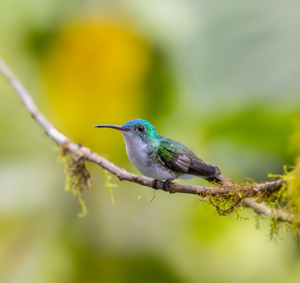 Andean Emerald - ML642400212