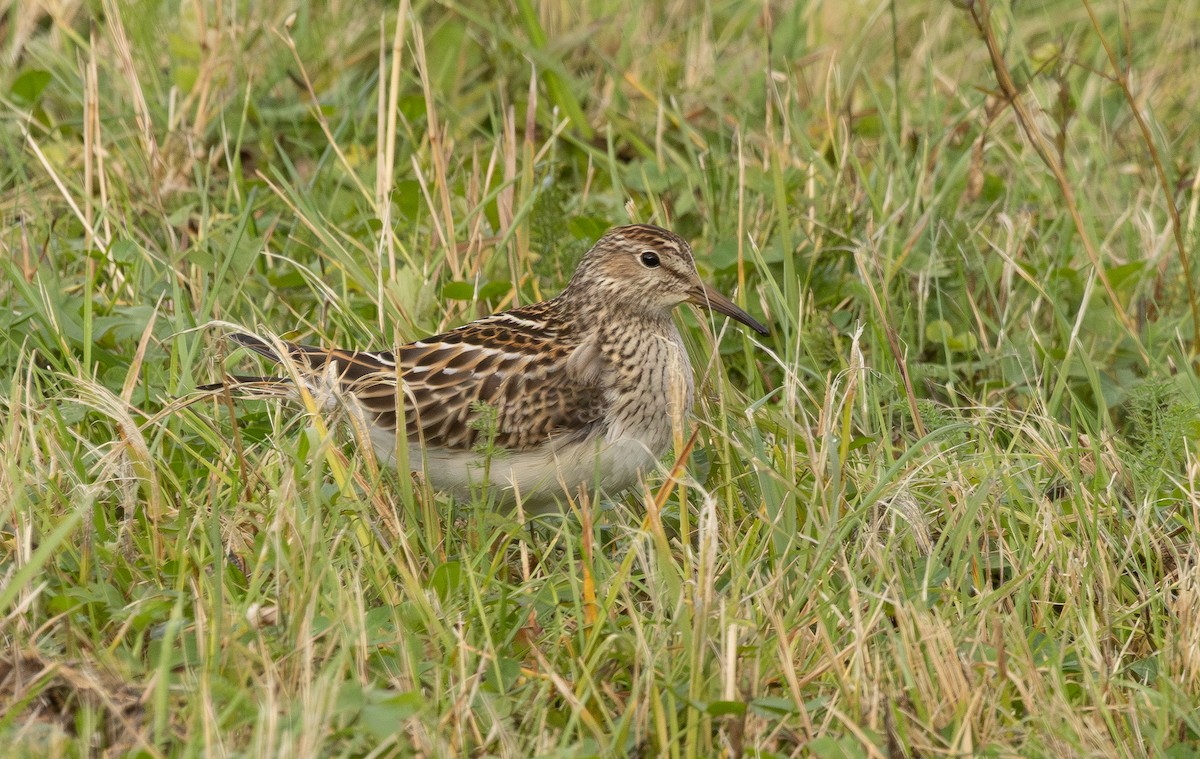 アメリカウズラシギ - ML642400215
