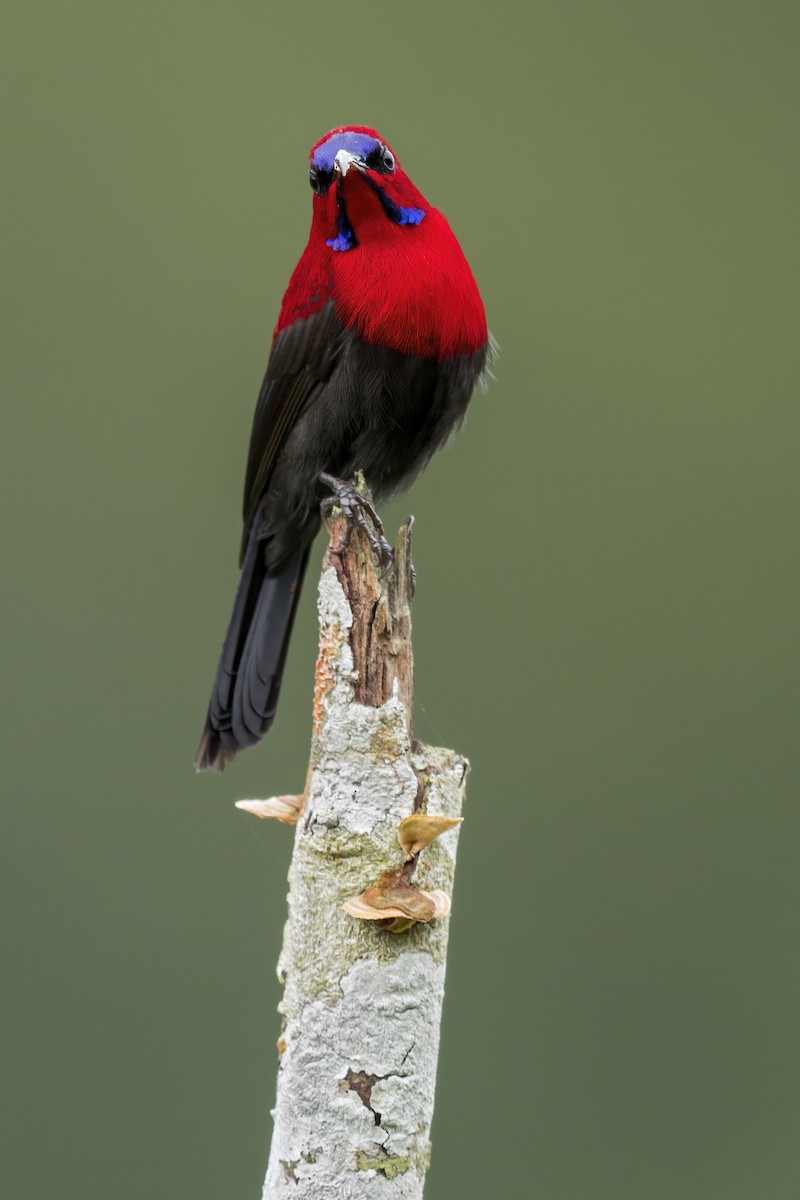 Magnificent Sunbird - ML642400219