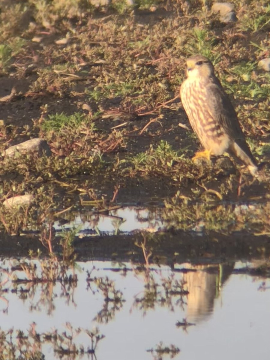 Merlin - ML642400220