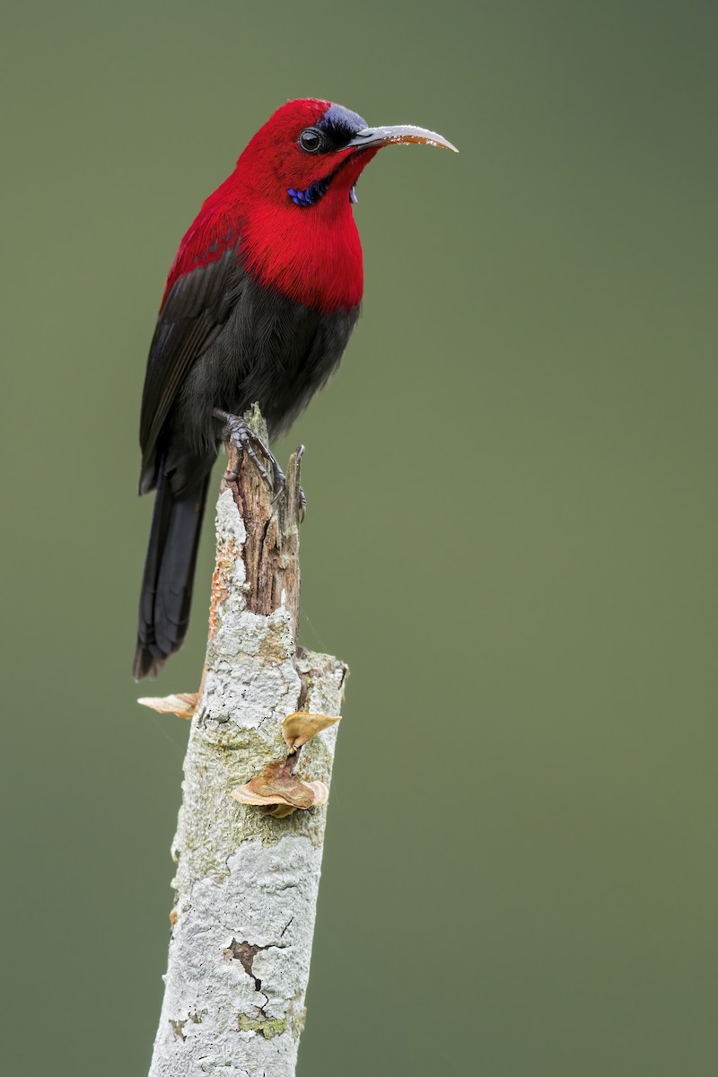 Magnificent Sunbird - ML642400233