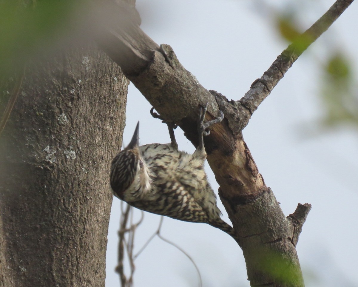 Checkered Woodpecker - ML642400234