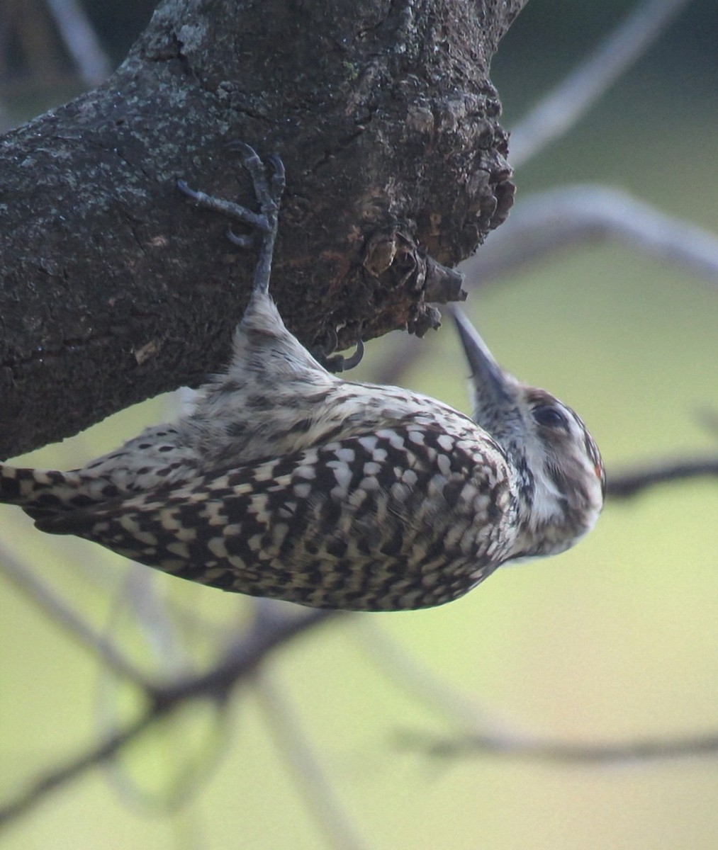 Checkered Woodpecker - ML642400235