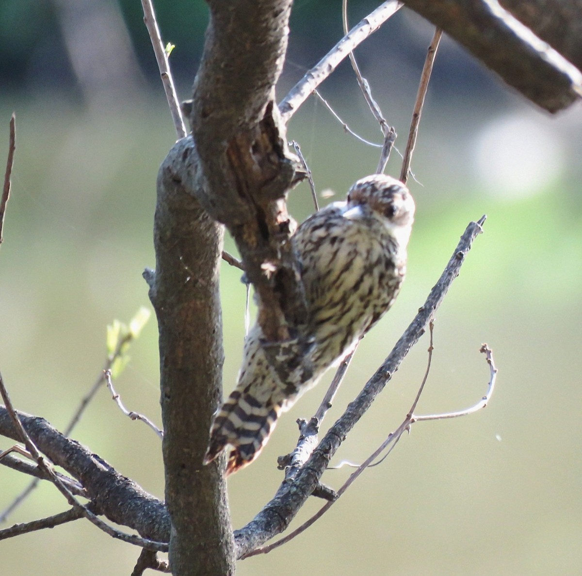 Checkered Woodpecker - ML642400236