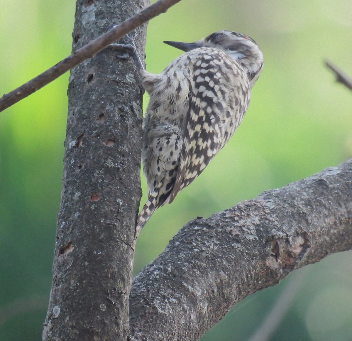 Checkered Woodpecker - ML642400237