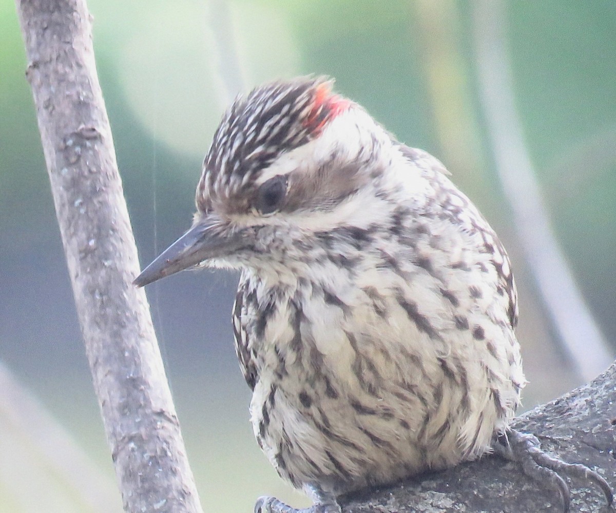 Checkered Woodpecker - ML642400238